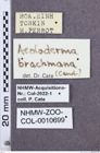 Etikette zu Aeoloderma brachmana (NHMW-ZOO-COL-0010699)